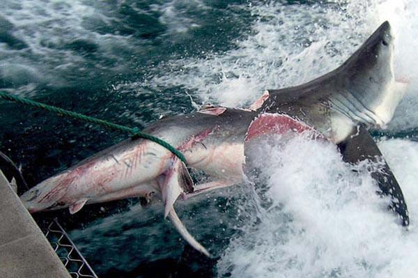 Doğanın vahşilerinin ürkütücü halleri - Resim: 3