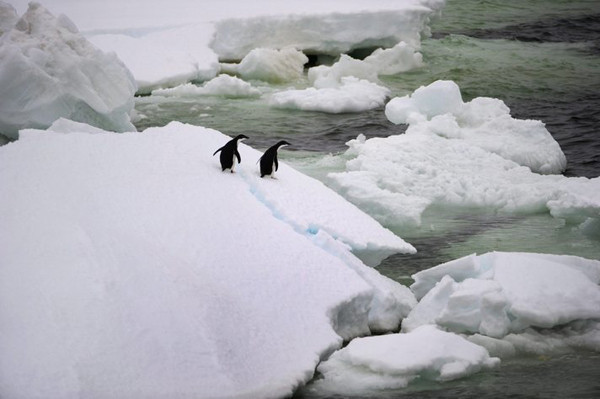 Penguenlerin zorlu yolculuğu - Resim: 1