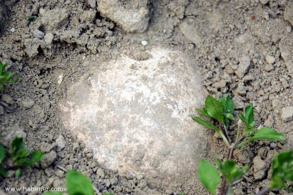 Şehit kemikleri toprak üstüne çıktı! - Resim: 2