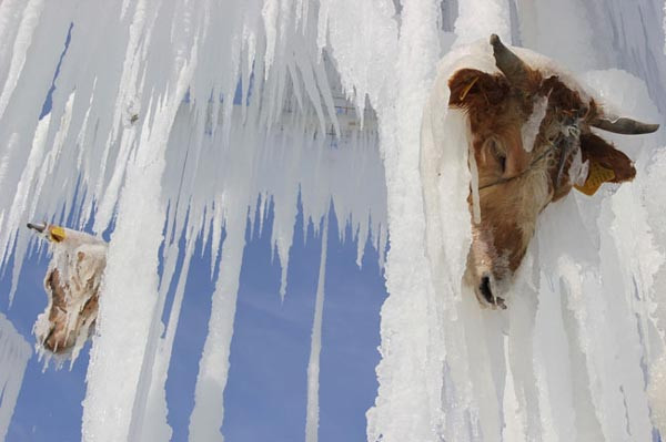 Kesik öküz başları görenleri şok etti - Resim: 1
