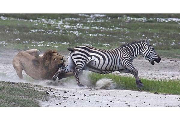 Vahşi doğadan inanılmaz anlar - Resim: 4