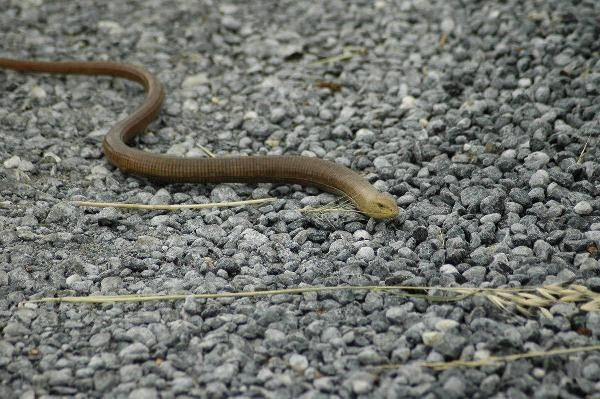 İzmir ve Aydın'da önemli uyarı: Sakın öldürmeyin - Resim: 1