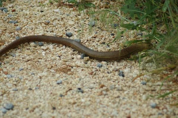 İzmir ve Aydın'da önemli uyarı: Sakın öldürmeyin - Resim: 2