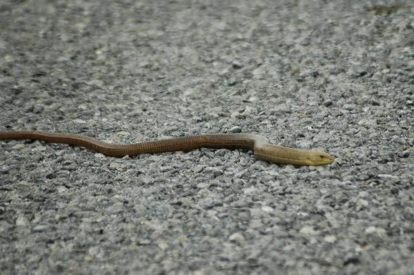 İzmir ve Aydın'da önemli uyarı: Sakın öldürmeyin - Resim: 3
