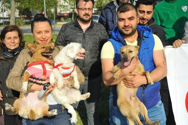 Şiddet gören sokak hayvanları için yürüdüler - Resim: 1