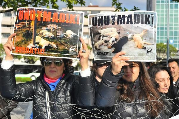 Şiddet gören sokak hayvanları için yürüdüler - Resim: 4