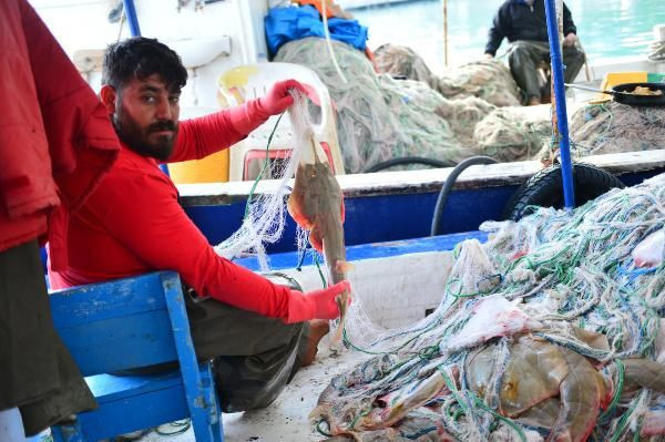 Adana'da balıkçıların korkulu rüyası! İnsan yüzlü sapan balığı ağları parçalıyor - Resim: 2