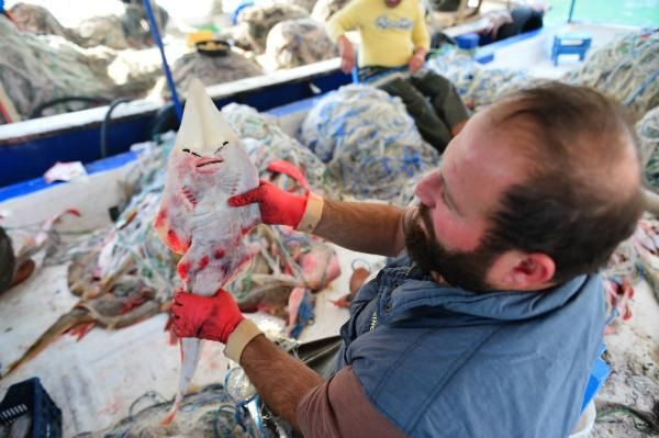Adana'da balıkçıların korkulu rüyası! İnsan yüzlü sapan balığı ağları parçalıyor - Resim: 1