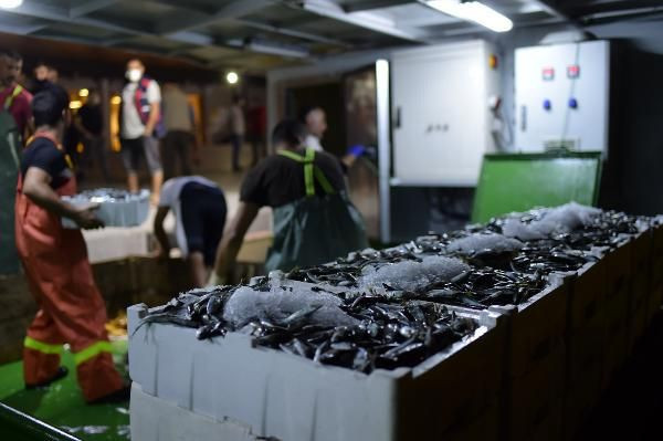 Vira Bismillah! Balıkçıların gözdesi palamut mezatta 10 liradan alıcı buldu - Resim: 2