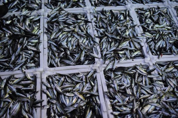 Vira Bismillah! Balıkçıların gözdesi palamut mezatta 10 liradan alıcı buldu - Resim: 1