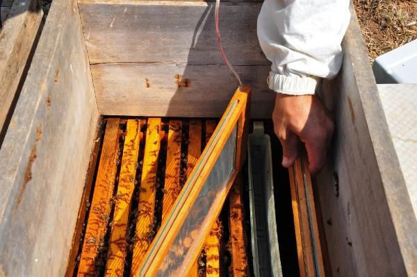 Manisa'da hobi olarak başladı gramını 700 liradan satıyor - Resim: 4