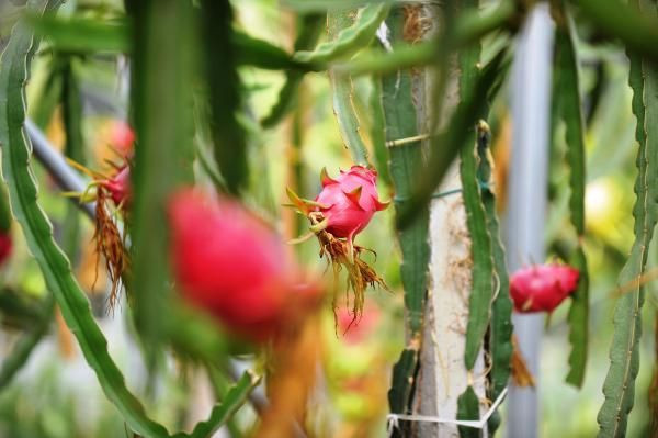 Bursa'da ilk ve tek üretim alanını kurdu! Paraya para demiyor - Resim: 1