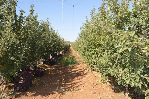 Elazığlı mühendis mesleğini bıraktı bu işe başladı! Şimdi paraya para demiyor - Resim: 4