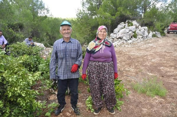 Antalya'da üretiliyor dünya peşinde! 5 milyon lira gelir bekleniyor kilosu 2,5 TL - Resim: 4