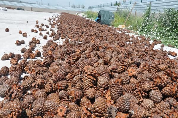 Aydın'da ölümü göze alıp topladılar fiyatı altınla yarışıyor! Paraya para demiyorlar - Resim: 4