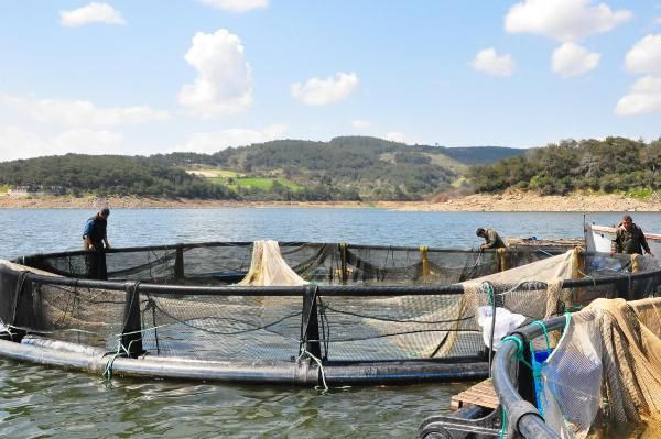 Denizi olmayan Manisa'da üretiliyor sipariş için Avrupa, ABD, Rusya sıraya girdi - Resim: 3