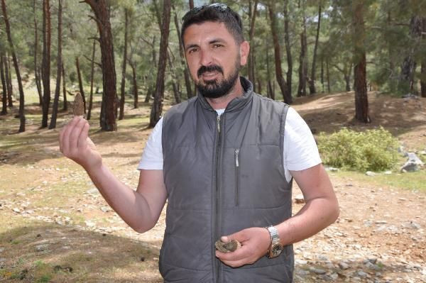 Antalya'da ormandan poşet poşet toplayıp 350 TL'ye satıyorlar! Günde 3 kilo topluyor - Resim: 1