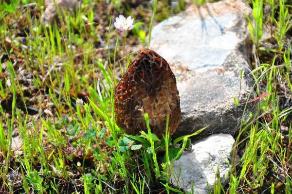 Manisa'da ormandan toplayıp kilosunu 200 TL'ye satıyorlar! Çiftçiler paraya para demiyorlar - Resim: 1
