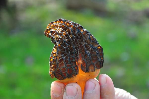 Manisa'da ormandan toplayıp kilosunu 200 TL'ye satıyorlar! Çiftçiler paraya para demiyorlar - Resim: 2