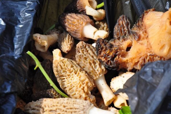 Manisa'da ormandan toplayıp kilosunu 200 TL'ye satıyorlar! Çiftçiler paraya para demiyorlar - Resim: 4