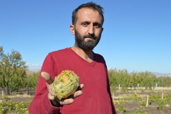 'Yetişmez' diyenlere inat yaptı! Bahçesinde Afrika kavunu yetiştirdi - Resim: 1