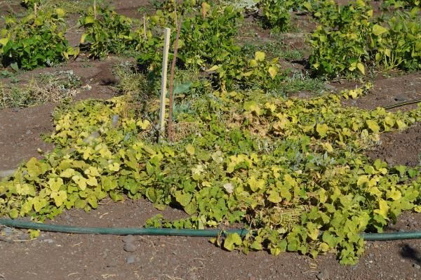 'Yetişmez' diyenlere inat yaptı! Bahçesinde Afrika kavunu yetiştirdi - Resim: 2