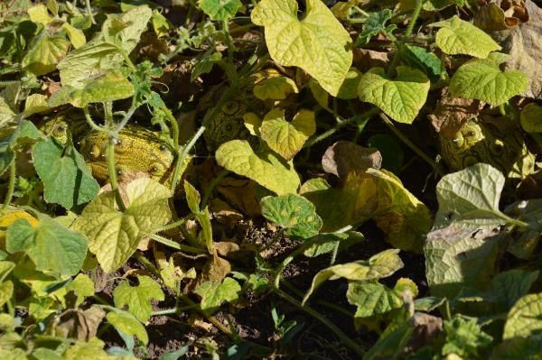 'Yetişmez' diyenlere inat yaptı! Bahçesinde Afrika kavunu yetiştirdi - Resim: 3