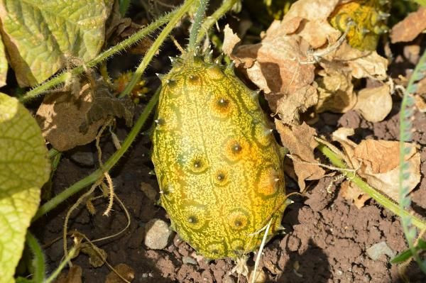 'Yetişmez' diyenlere inat yaptı! Bahçesinde Afrika kavunu yetiştirdi - Resim: 4