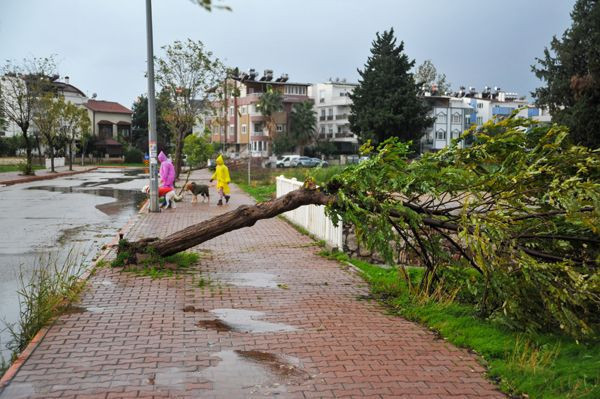 Antalya'da kuvvetli rüzgar ve sağanak etkili oluyor! Ağaçlar devrildi, çatılar uçtu - Resim: 1