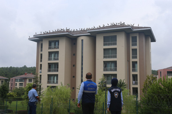 İstanbul'da göç eden leyleklerin çatıdaki molası görenleri mest etti - Resim: 1