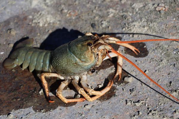 Van Gölü Havzası'nda yeni tehlike! Bu kez tatlı su ıstakozu ortaya çıktı - Resim: 2