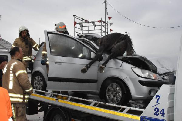 İstanbul'da yürek sızlatan kaza! 3 at telef oldu atın biri ön camdan böyle girdi - Resim: 1