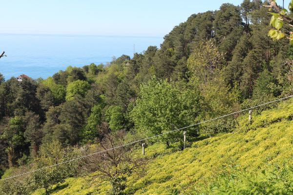 6 bin 900 TL maaşla, 2 bin çay işçisi arıyorlar - Resim: 1