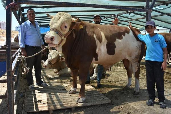 2020 yılı kurbanlık fiyatları açıklandı! İstanbul ve Ankara hesaplı İzmir pahalı - Resim: 1