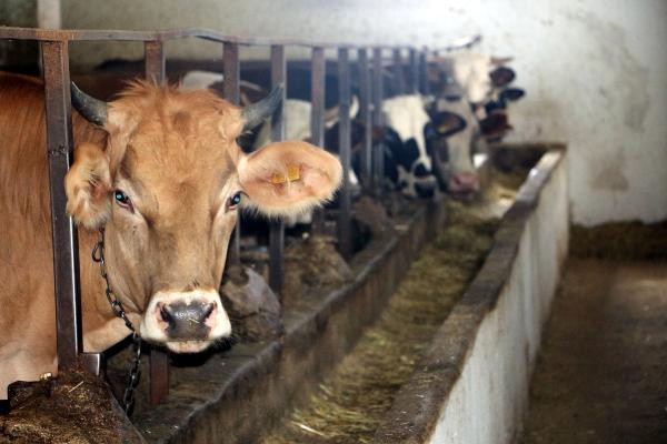 2020 yılı kurbanlık fiyatları açıklandı! İstanbul ve Ankara hesaplı İzmir pahalı - Resim: 0