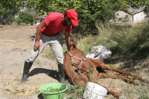 Erzincan'da vahşet! Hayvanlar can çekişe çekişe öldü - Resim: 0