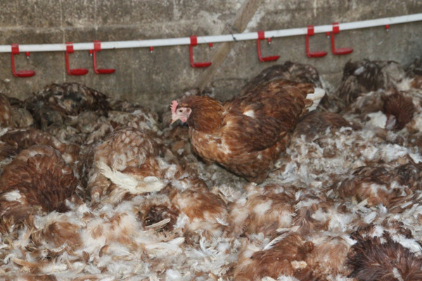 Erzincan'da vahşet! Hayvanlar can çekişe çekişe öldü - Resim: 1