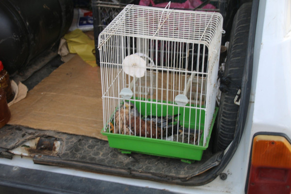 Adana'da pazarcının kediden kurtardığı kuş bakın ne çıktı! Nesli tükeniyor - Resim: 0