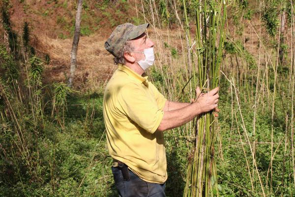 Rize'de 60 yıl sonra üretildi! Hasat edilmeye başlandı - Resim: 1
