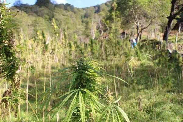 Rize'de 60 yıl sonra üretildi! Hasat edilmeye başlandı - Resim: 0