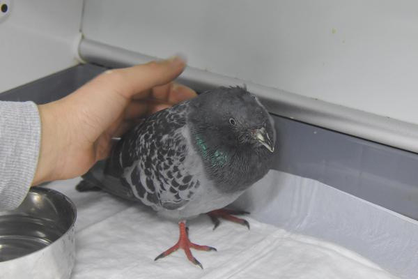 İzmir'de enkazdan 2 gün sonra çıkarıldı! Hayata tutundu - Resim: 0