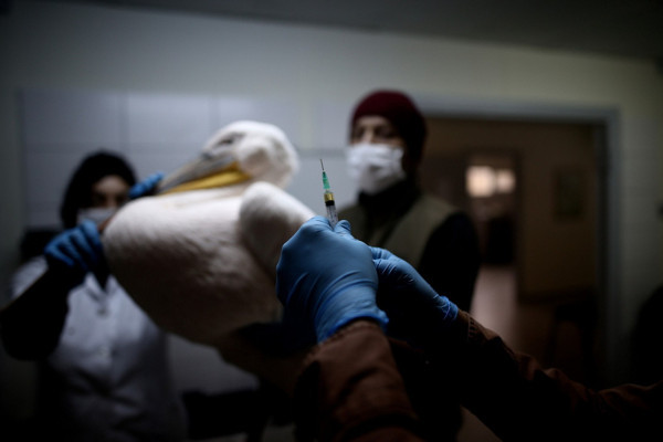 Bursa'da böyle vahşet görülmedi! Pelikana yapılanlar büyük tepki çekti - Resim: 0