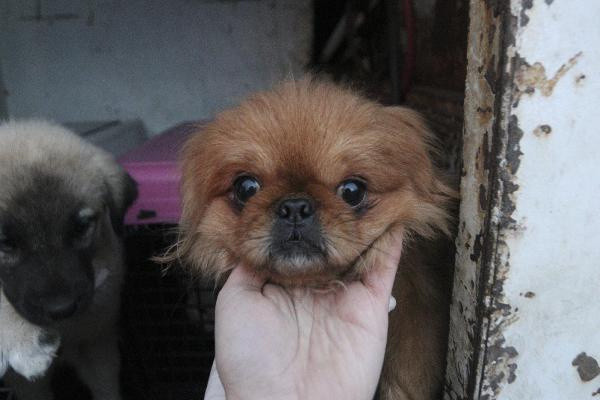 Ankara'da polis ekipleri baskın yaptı el konuldu! Tecavüz ve işkence... - Resim: 0