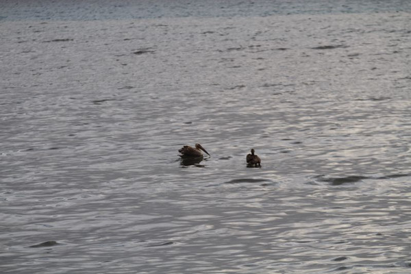 Antalya'da denizde görenler şaşkına döndü! Hemen telefona sarıldılar - Resim: 0