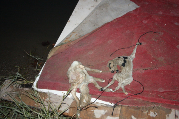 Antalya'da bunu yapan insan olamaz: Gözlerini balıklar yemiş - Resim: 0