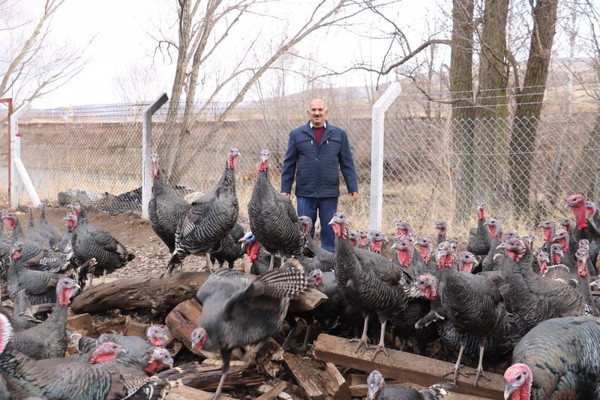 Sivas'ta 10 taneyle başladı sürü sahibi oldu! Yılbaşını iple çekiyor - Resim: 0