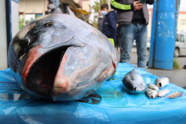 Mersin'den açık artırmayla aldı! Diyarbakır'da gören fotoğraf çektirdi - Resim: 0