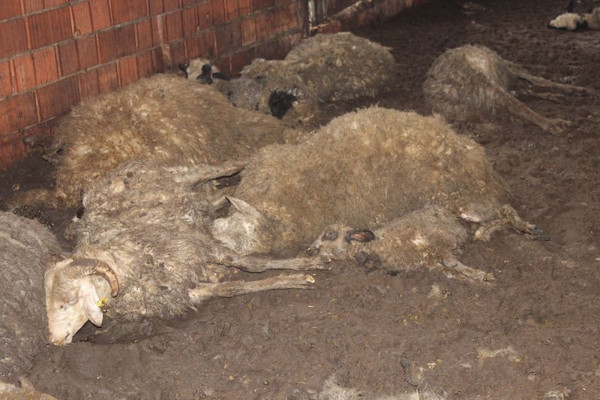 Muğla'da yılın son günü hayatlarının şokunu yaşadılar! - Resim: 0