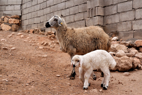 Diyarbakır'da gören şaşkına döndü fotoğrafını çekti: İlk defa böyle bir şeyle karşılaştım - Resim: 1