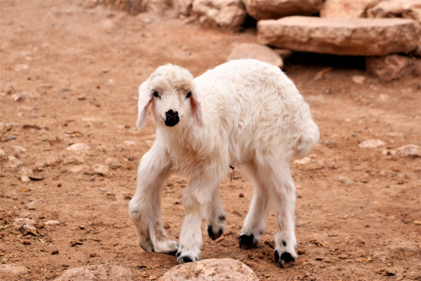 Diyarbakır'da gören şaşkına döndü fotoğrafını çekti: İlk defa böyle bir şeyle karşılaştım - Resim: 0